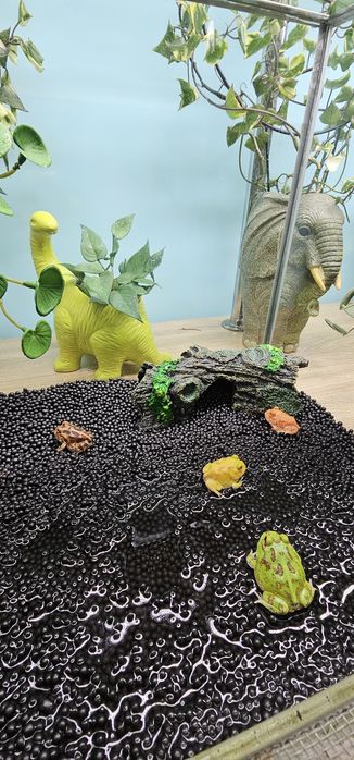 Лягушка рогатка чакская
