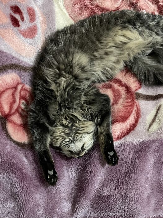 Sibirskiy mushugimiz vyaskaga…