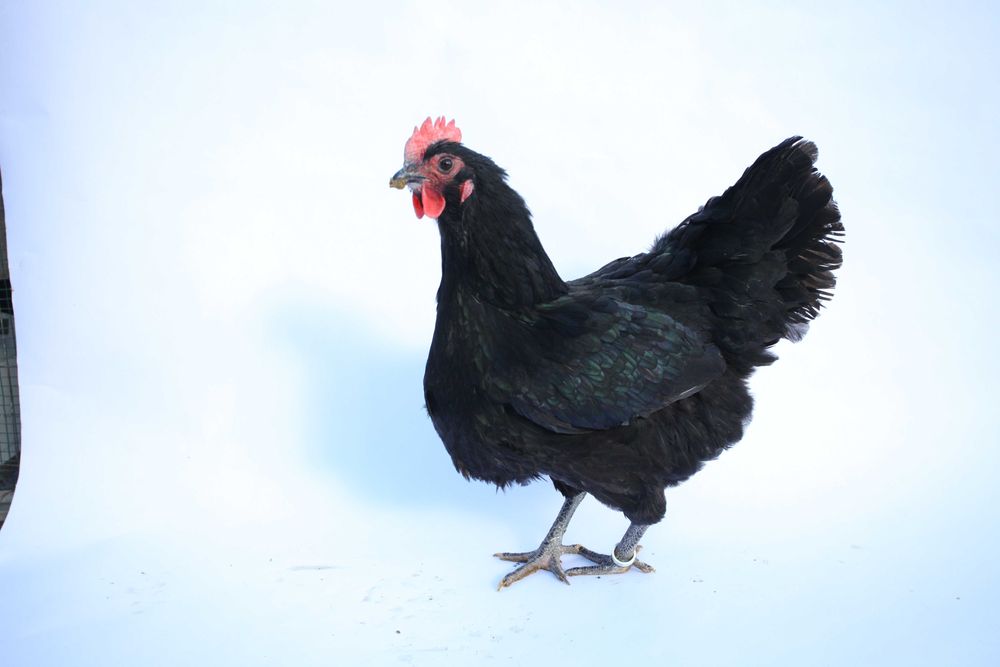 Oua pentru incubat, puisori de AUSTRALORP și cocoși