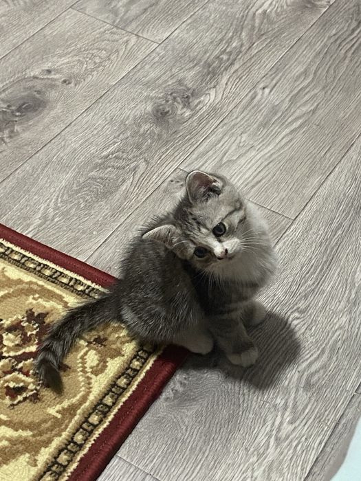Отдам котенка бесплатно