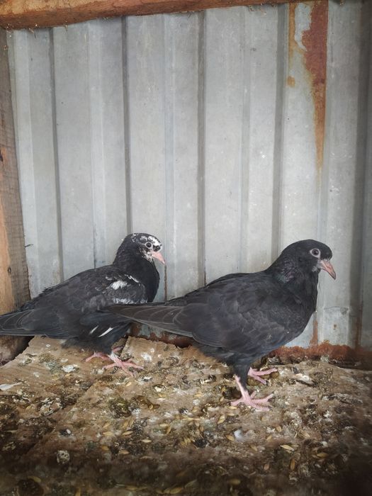 Пискуны Чили Смесь.