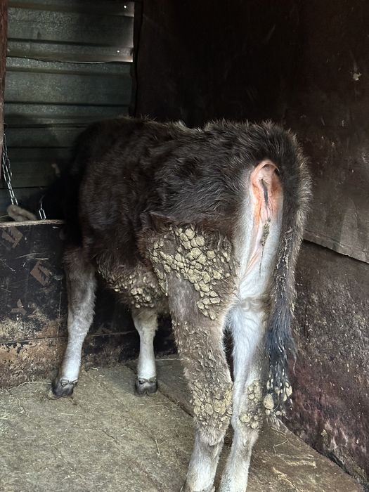 Бычки телки годовалые