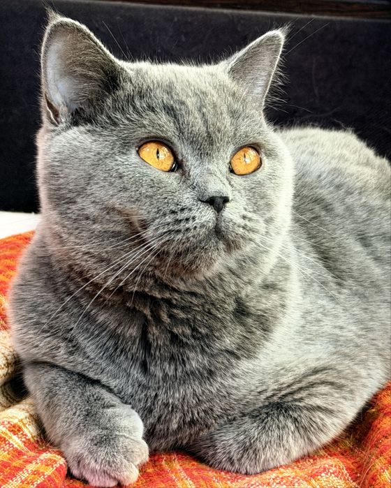 British shorthair blue femela cu pedigree
