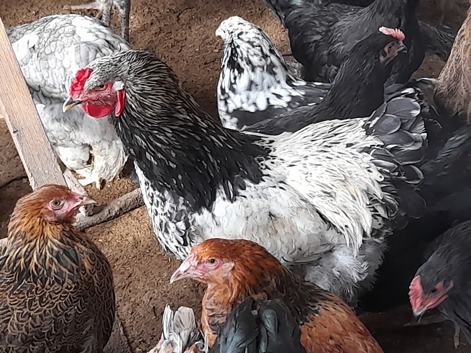 Продаются цыплята брама разного возраста от 1 до 7 месяцев