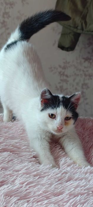 Коте на 4 месеца търси дом