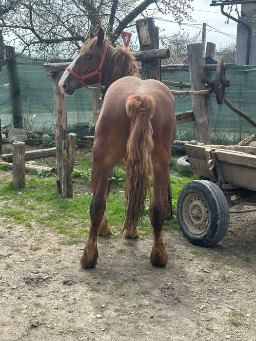 Vând un mânz cuminte