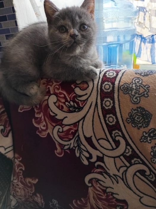 Кошечка и котик 25 тысяч