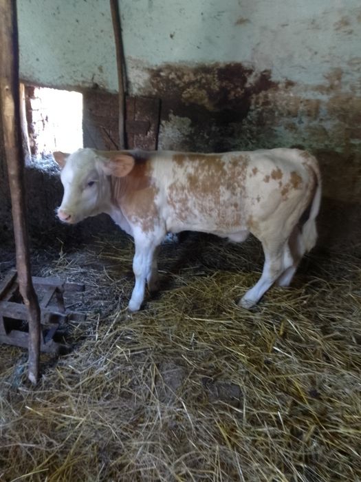 De vânzare vițea de 2 luni