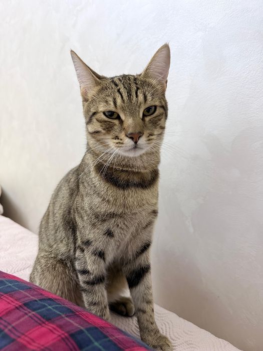 Отдам кота в хорошие руки