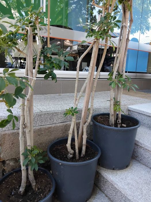 Продавам Шефлера / Schefflera 10 годишна, 170 см. височина, 10 броя
