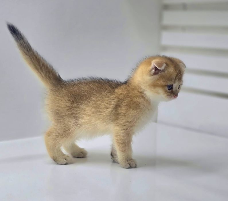 ВисЛоуХий шОтлАндскИй коТик