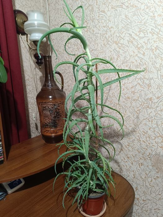 Комнатный цветок алоэ.