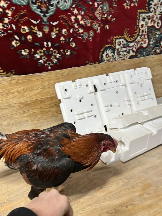 Дакан джужа майский