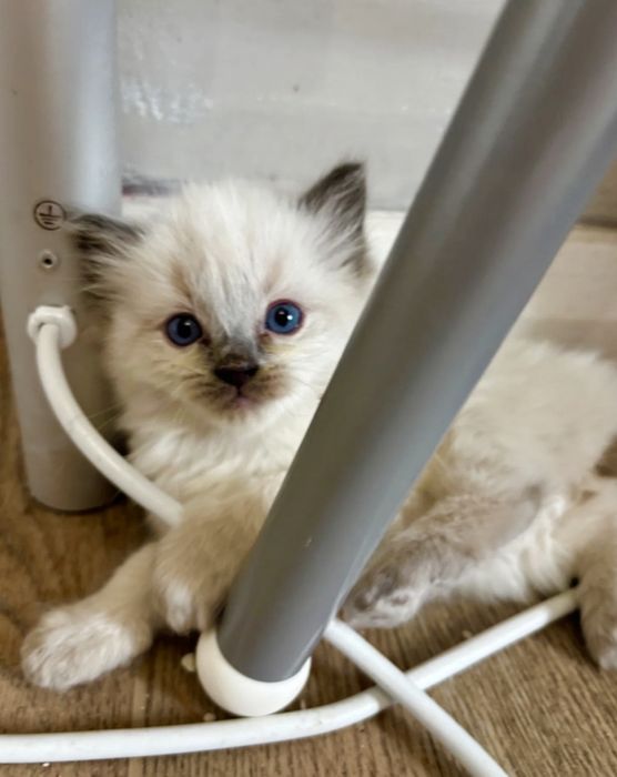 Рагдол Регдол /Ragdoll