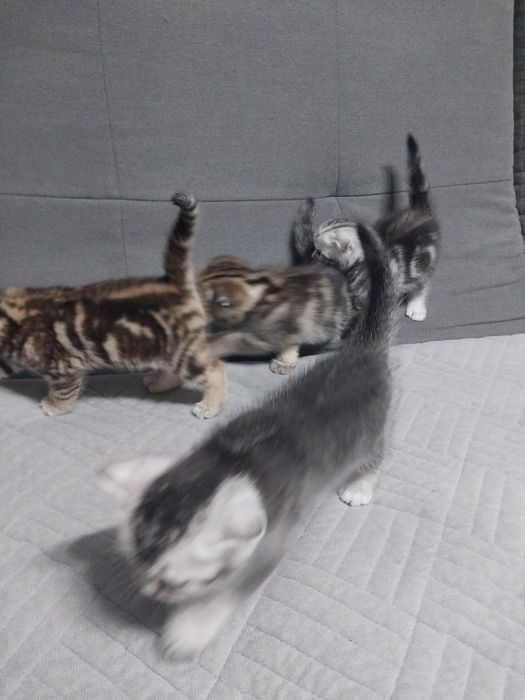 Шотланские котята.