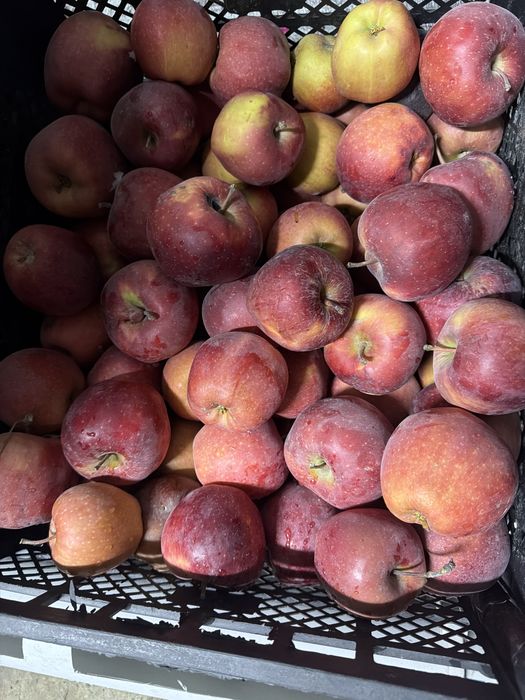 Продам яблоки золотой превосход 3 сорт