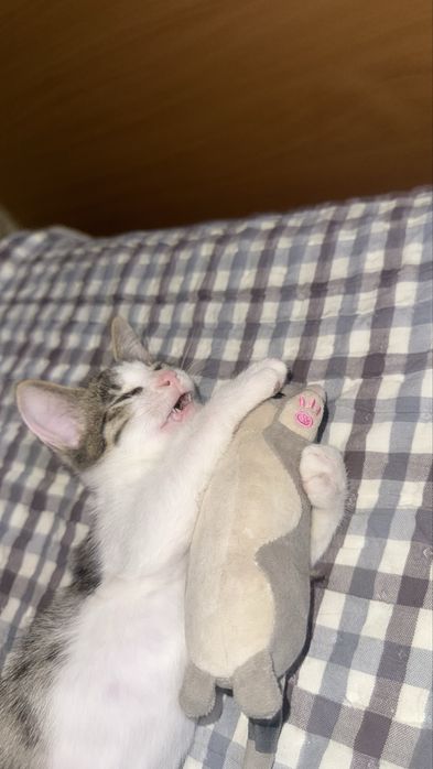 Котята, кошка в добрые руки