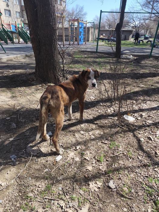 Собака, кобель, крупный