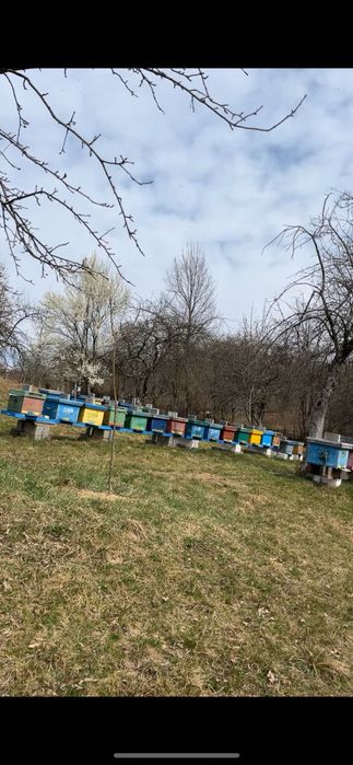 Vand 25 famili de albine cu lada sau fara