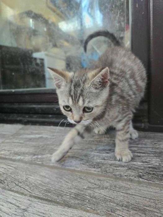 Британски котета