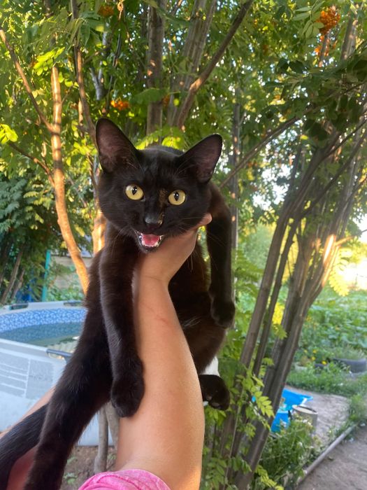 Срочно ищем дом котику