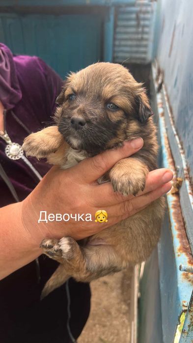 Девочки щенята ищут дом