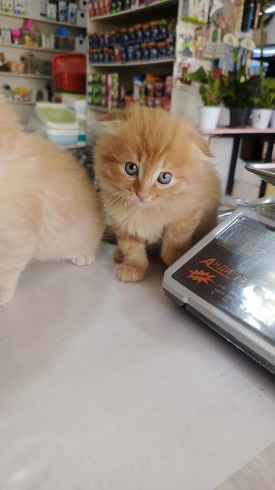 Продается  котята