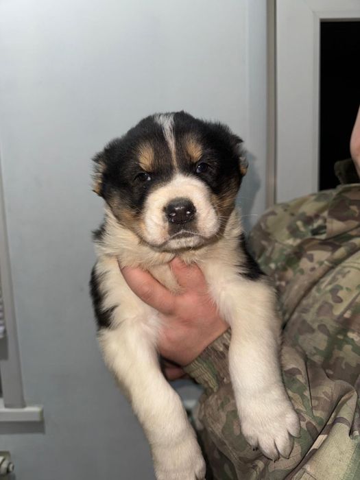 Төбет күшік ұрғашы