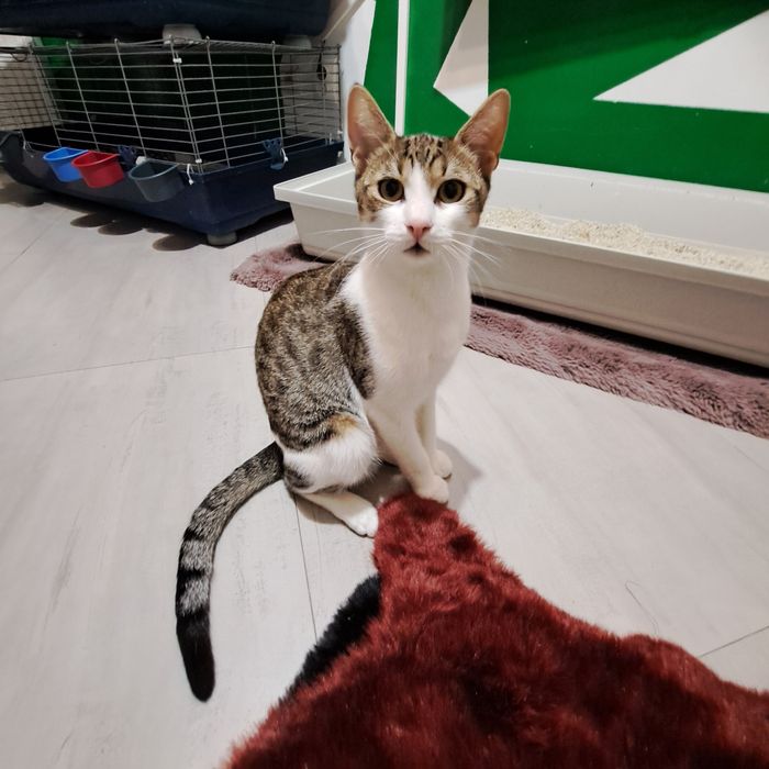 Adoptie motan castrat Zurel