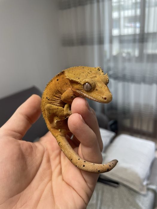 Crested Gecko adulti