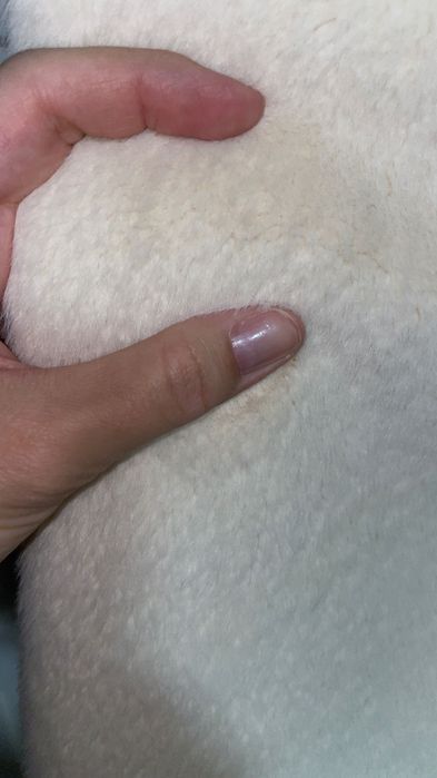 Пальто демисезон короткошерстное