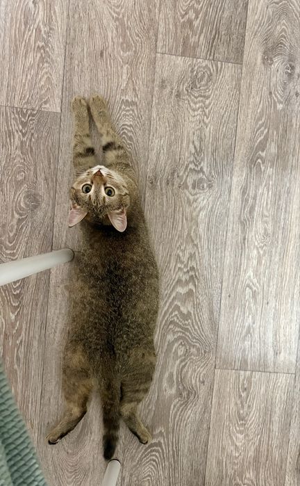 Кошечка в добрые руки