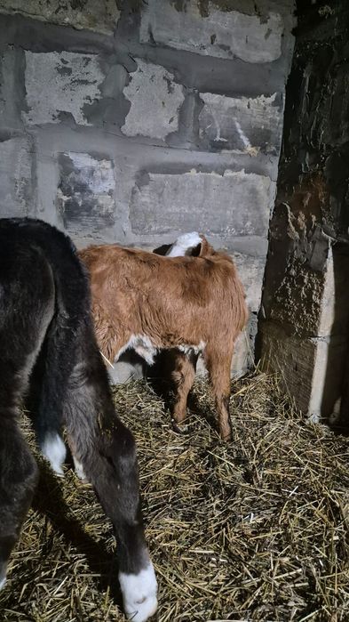 Продам теленка тёлка