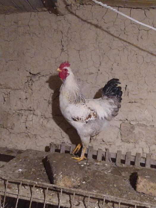 Қораздар сатылады. Петух продам.