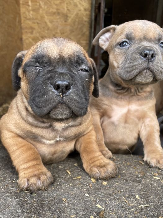 Продаю щенков американский булли