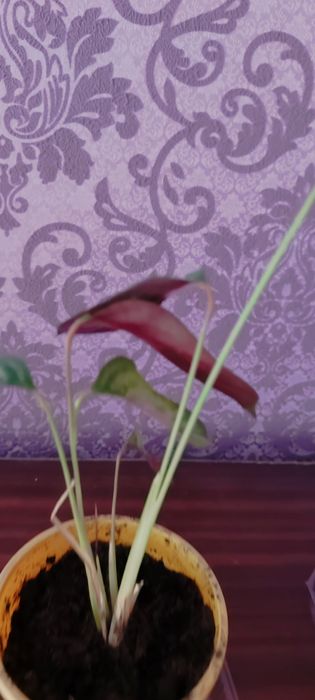 Ктенанта, Калитея, спатифиллум.