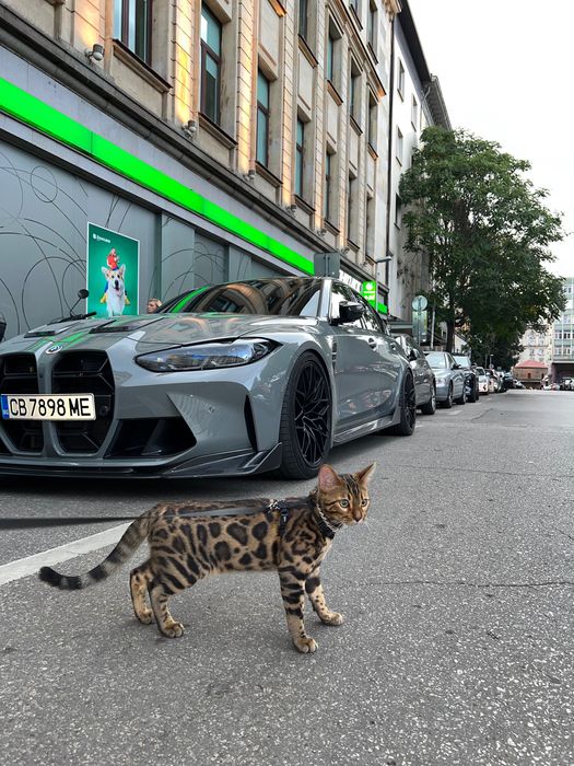 Бенгалски котка, малък тигър