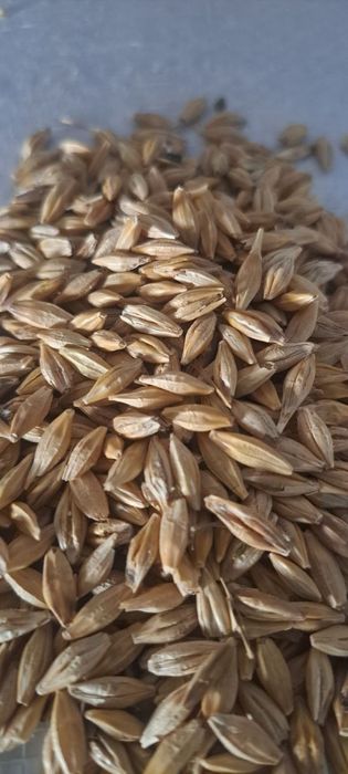 Арпа бор Казахстанда етиштирилган  копланган.Манзил: Келес