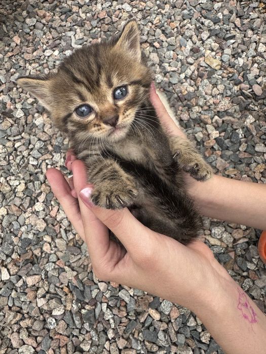 Отдам котят бесплатно