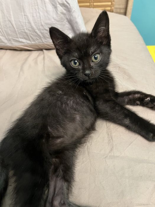 Котенок в добрые руки
