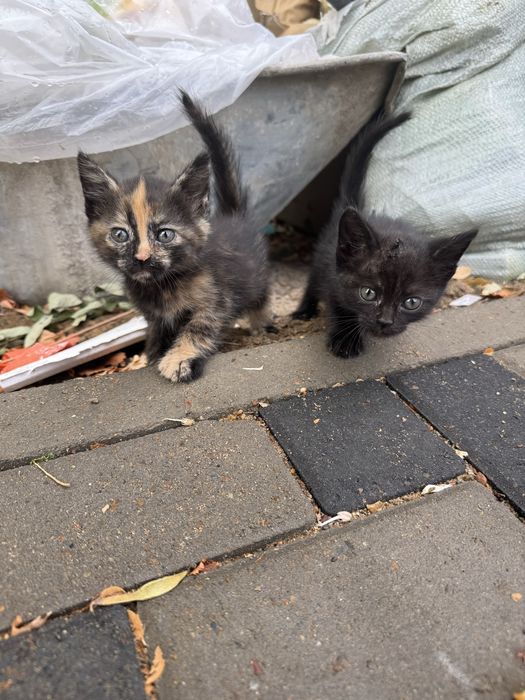 Котята бесплатно