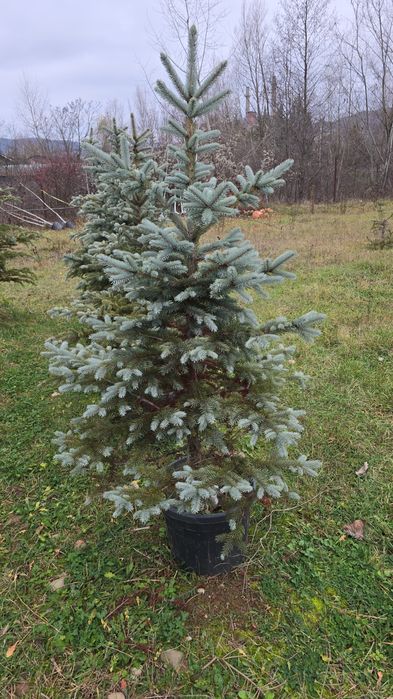 Brazi argintii și verzi ieftin