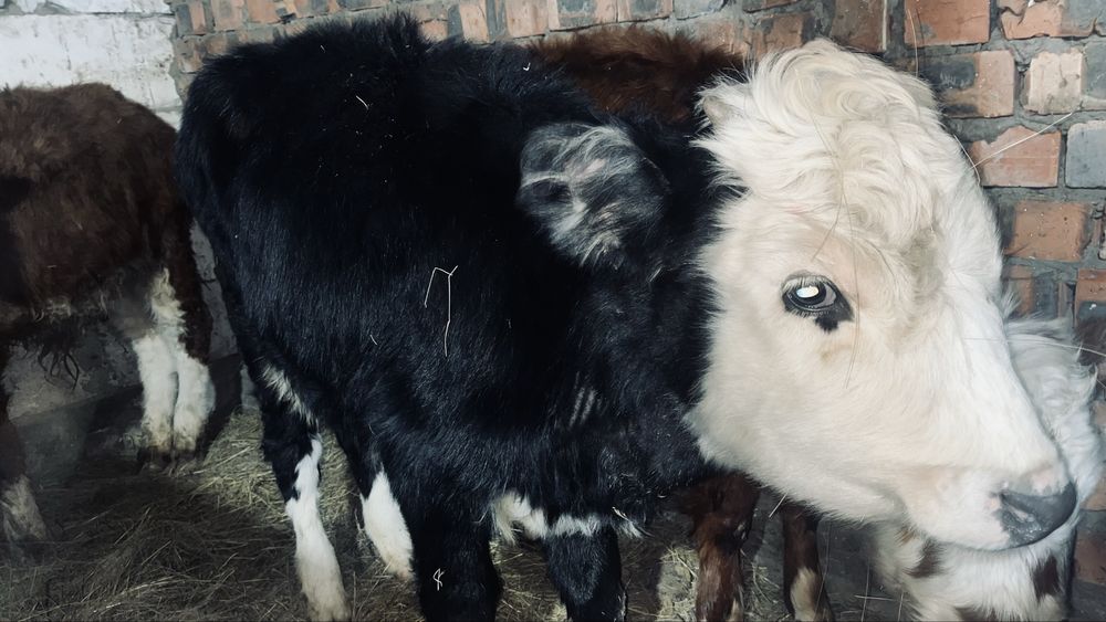 Бұзау сатылады, Продаётся телёнок.