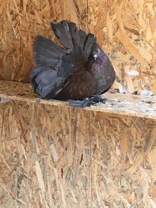 Voltati indieni diferite culori