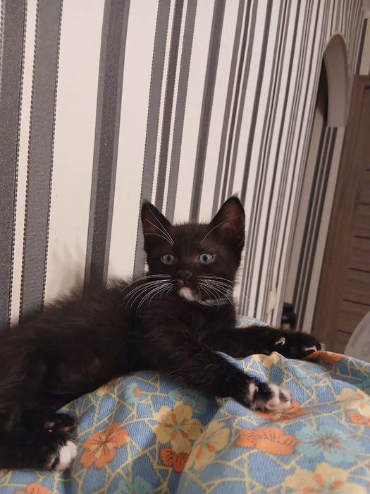 Отдам котенка мальчика