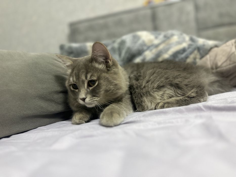 Кошка мальчик породы скоттиш Фолд