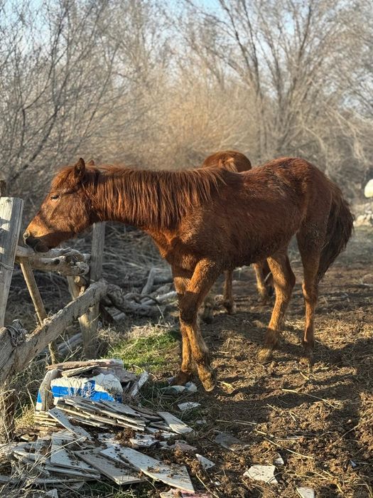 Тай ұрғашы тай 2