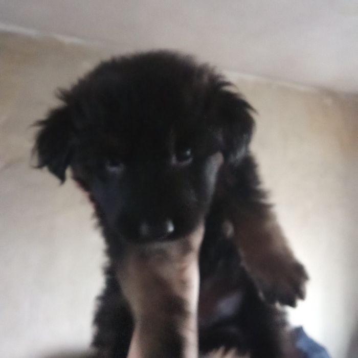 Щенки немецкой овчарки