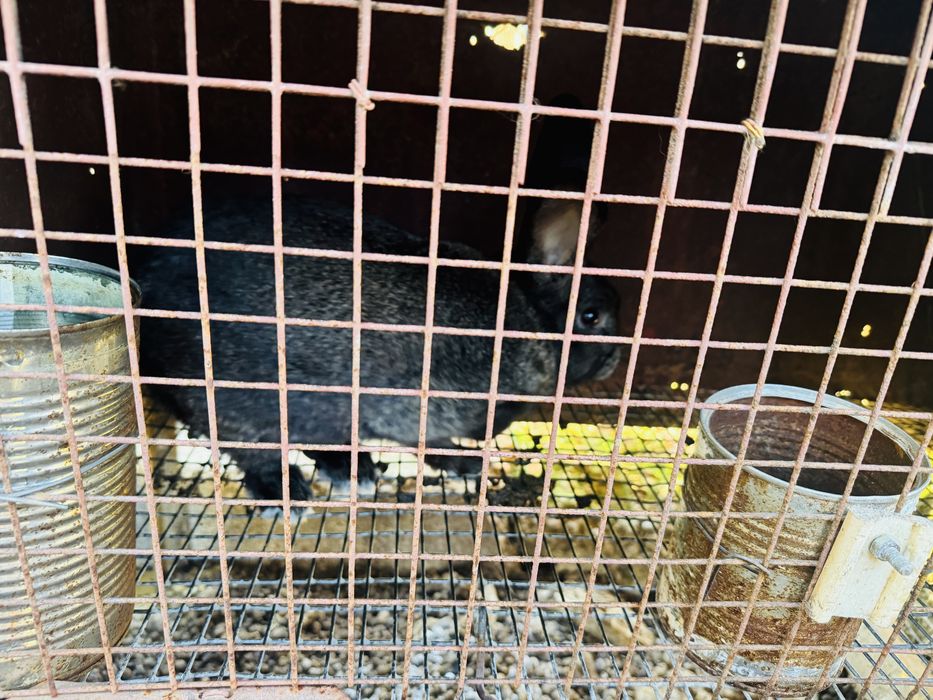 Продавам мъжки зайци