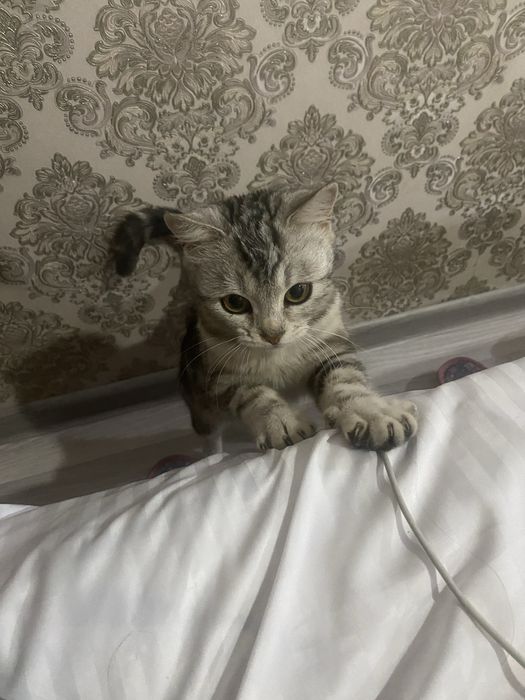 Кошка ищет любящий дом